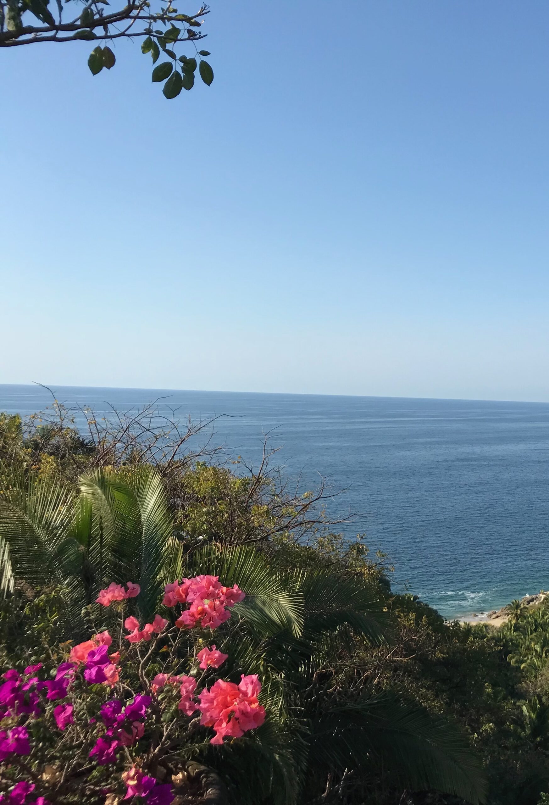 Flowers overlooking Bahía de Banderas